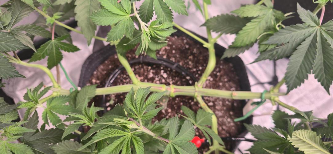 Cinderella Dream part deux. Week 7 - Strong nodes