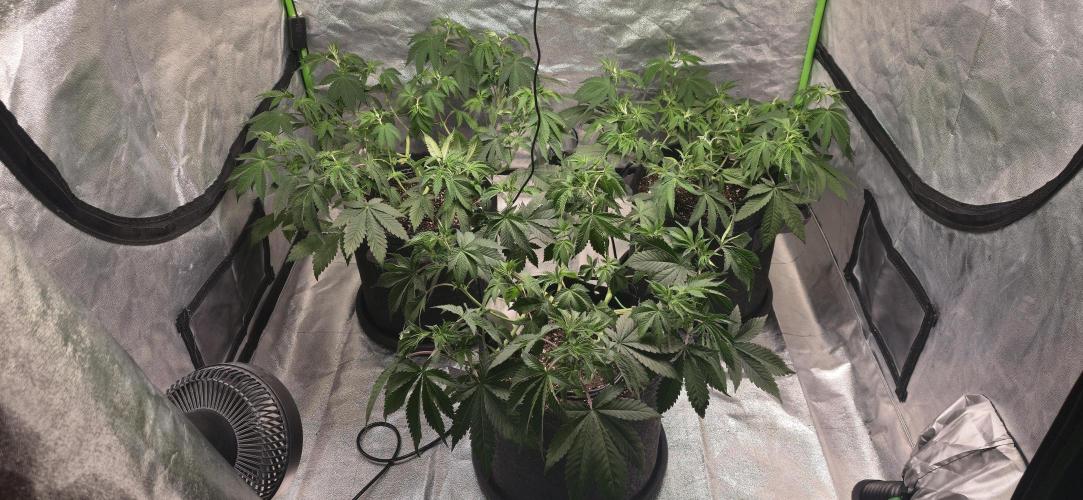 Cinderella Dream part deux. Week 7 - After pre-flower defoliation