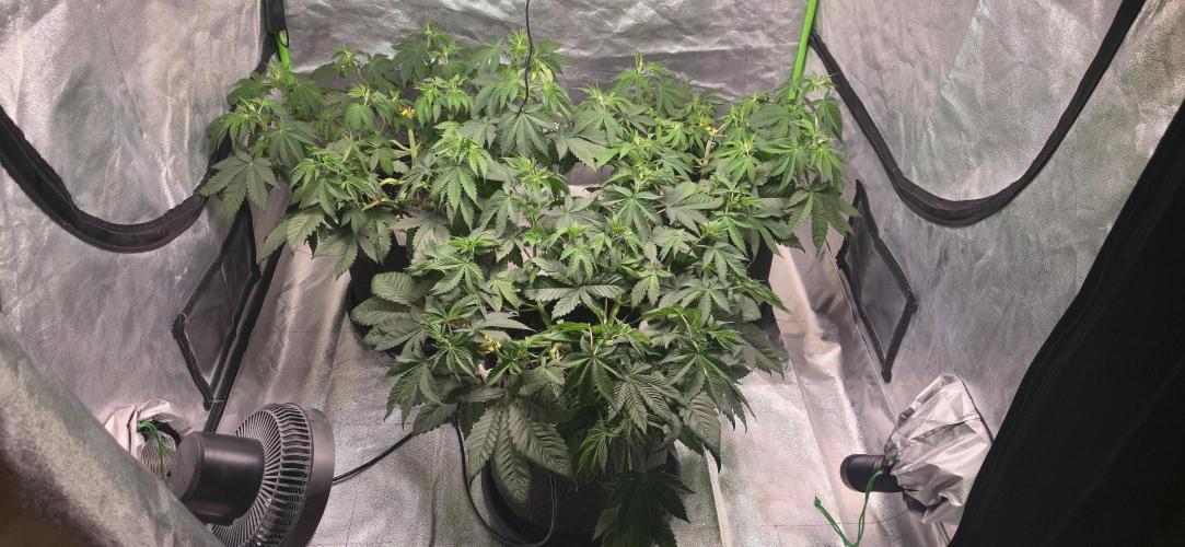 Cinderella Dream part deux. Week 7 - Before pre-flower defoliation.