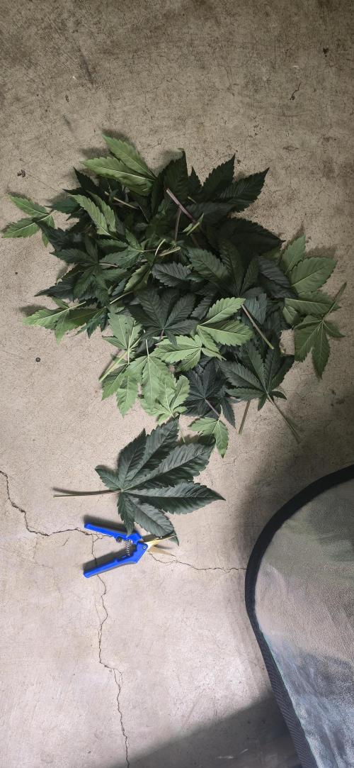 Cinderella Dream part deux. Week 7 - Quite a bit of trim