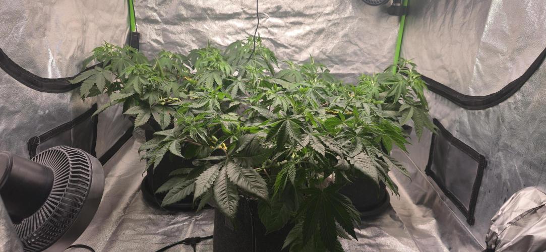 Cinderella Dream part deux. Week 7 - Before pre-flower defoliation