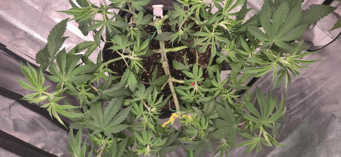 Cinderella Dream part deux. Week 7 - This girl is a bit smaller.  Just genetics?