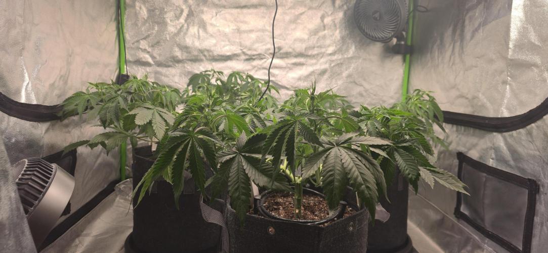 Cinderella Dream part deux. Week 7 - After pre-flower defoliation