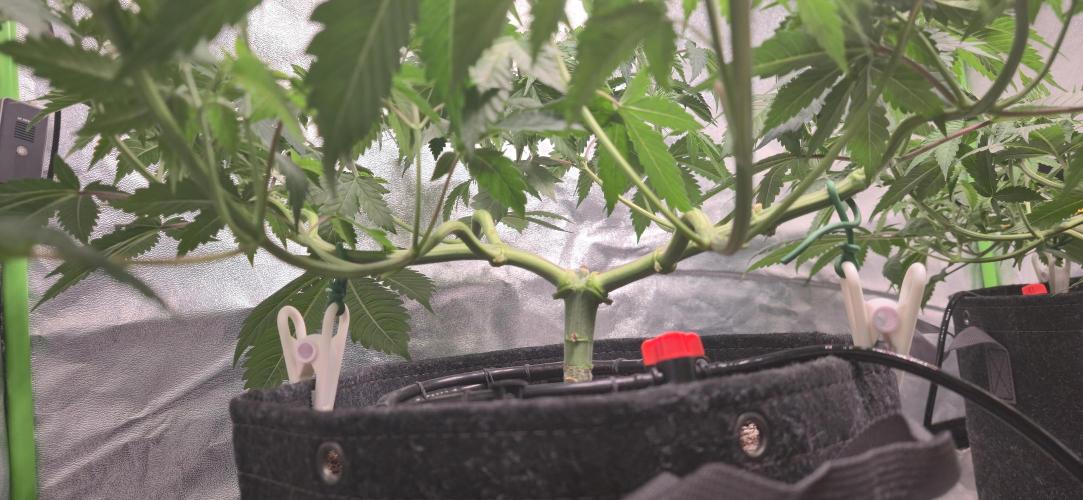 Cinderella Dream part deux. Week 7 - Loving the manifold