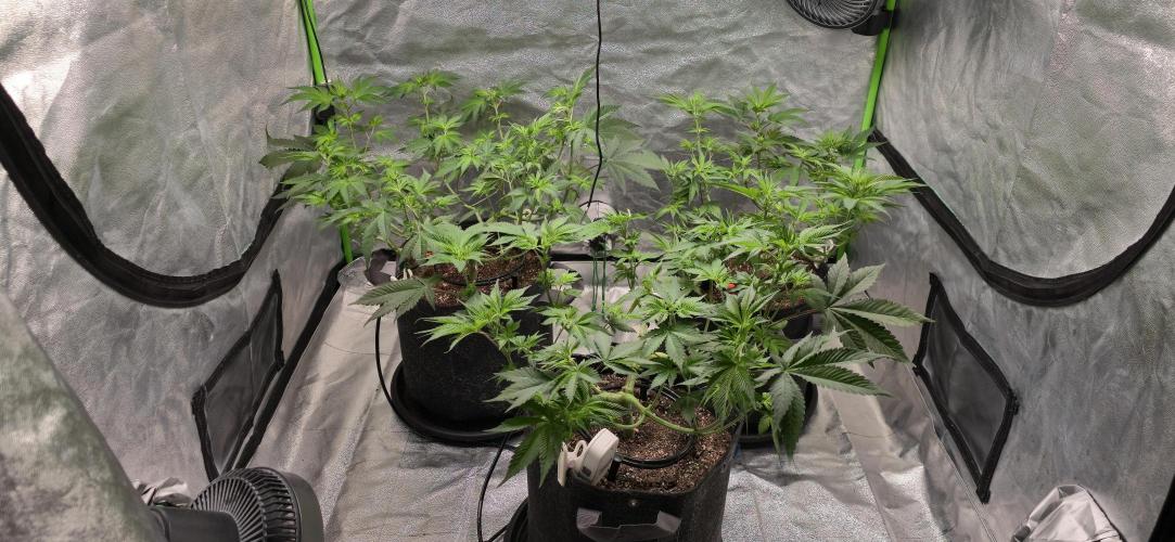 Cinderella Dream part deux. Week 7 - Lollipop and moving into flower.