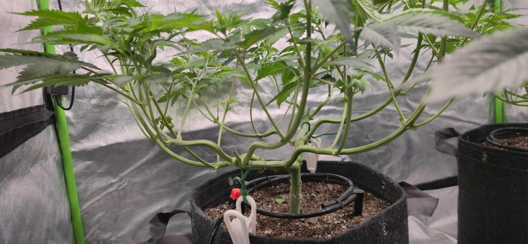 Cinderella Dream part deux. Week 7 - Lollipop