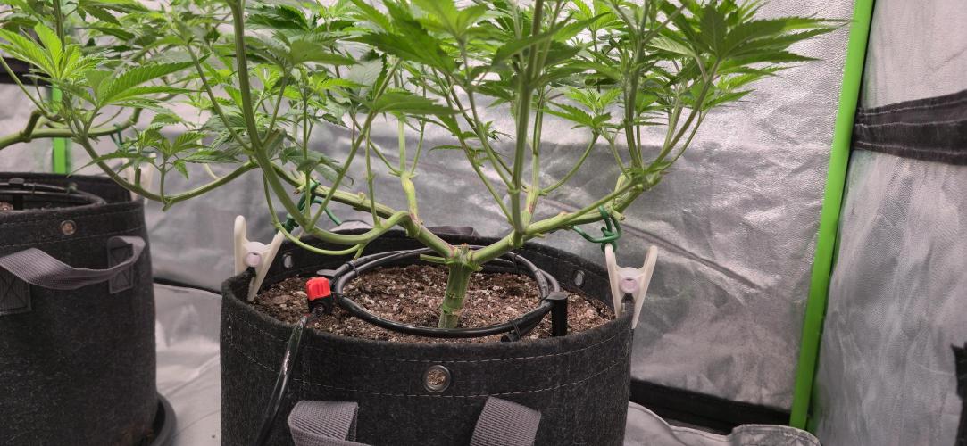 Cinderella Dream part deux. Week 7 - Lollipop