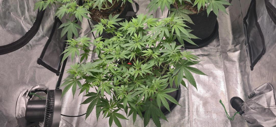 Cinderella Dream part deux. Week 8 - My little runt, moved to the front.  