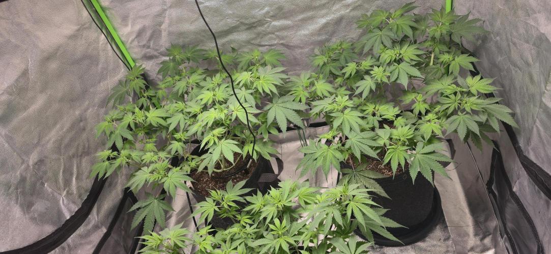 Cinderella Dream part deux. Week 8 - Girls at the back are growing strong.