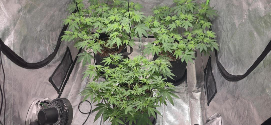 Cinderella Dream part deux. Week 8 - Coming a long nicely.