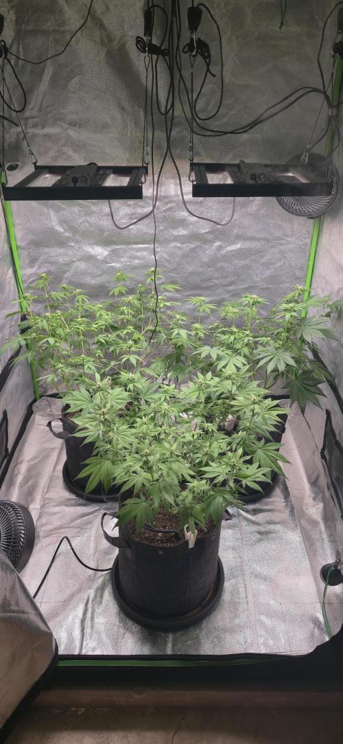 Cinderella Dream part deux. Week 9 - Week 3, post defoliation.  Looking good.