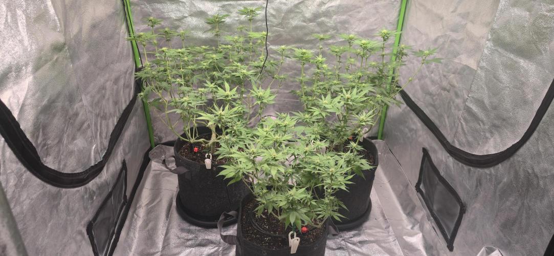 Cinderella Dream part deux. Week 9 - 2nd trim.  Took off all major fan leaves.