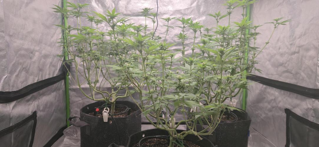 Cinderella Dream part deux. Week 9 - Stretch!  Look at all those bud sites!