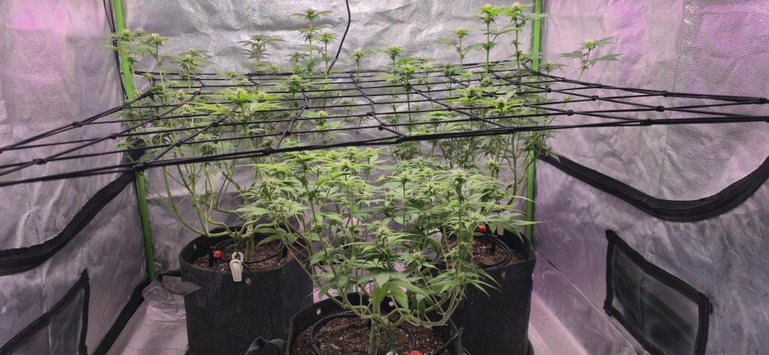 Cinderella Dream part deux. Week 10 - Going to bend some of those longer colas down under the net.