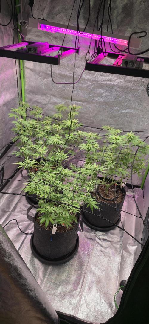 Cinderella Dream part deux. Week 10 - Looking so healthy.