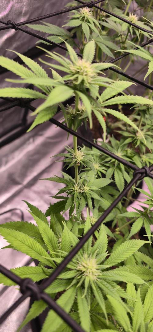 Cinderella Dream part deux. Week 10 - But sites