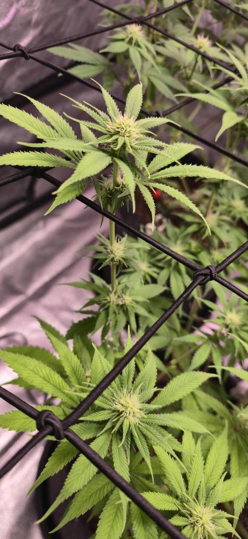 Cinderella Dream part deux. Week 10 - Bud sites