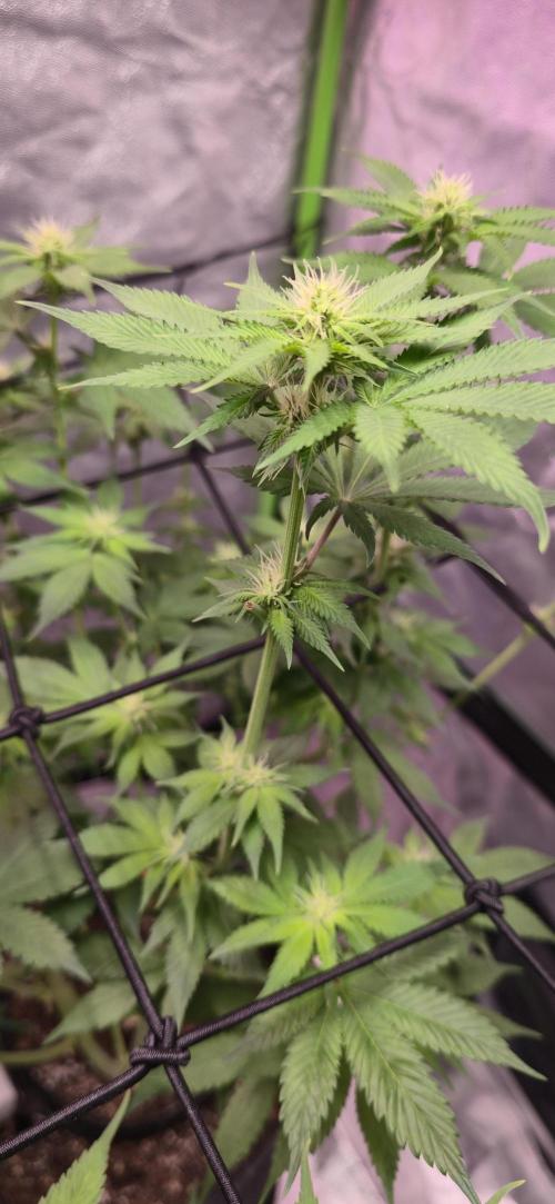 Cinderella Dream part deux. Week 10 - Bud sites