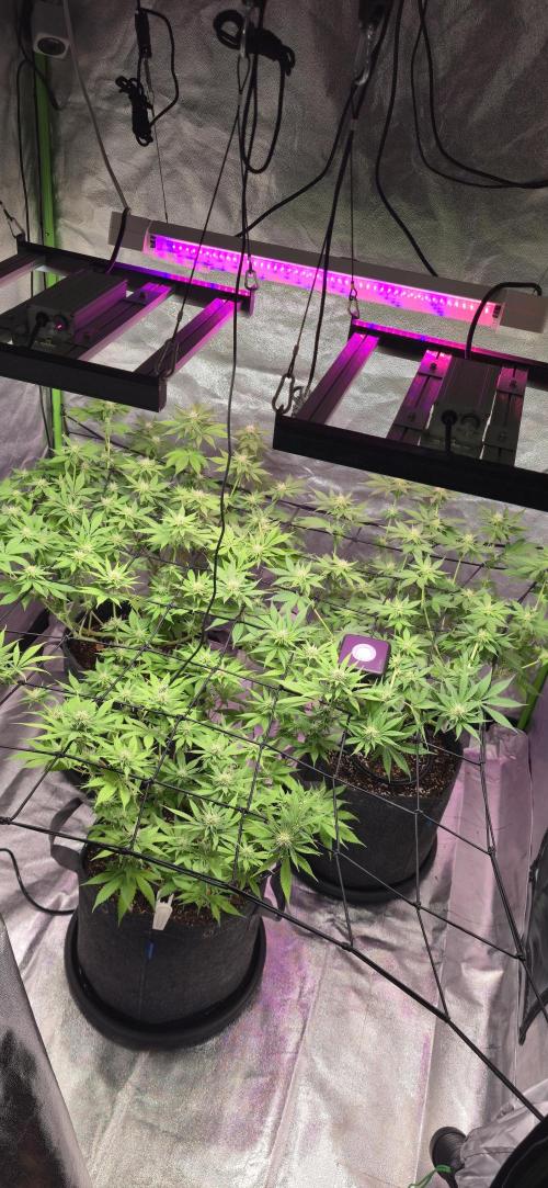 Cinderella Dream part deux. Week 10 - 4/21/2026 - Lowered the lights, increased intensity to max.  Raised VPD