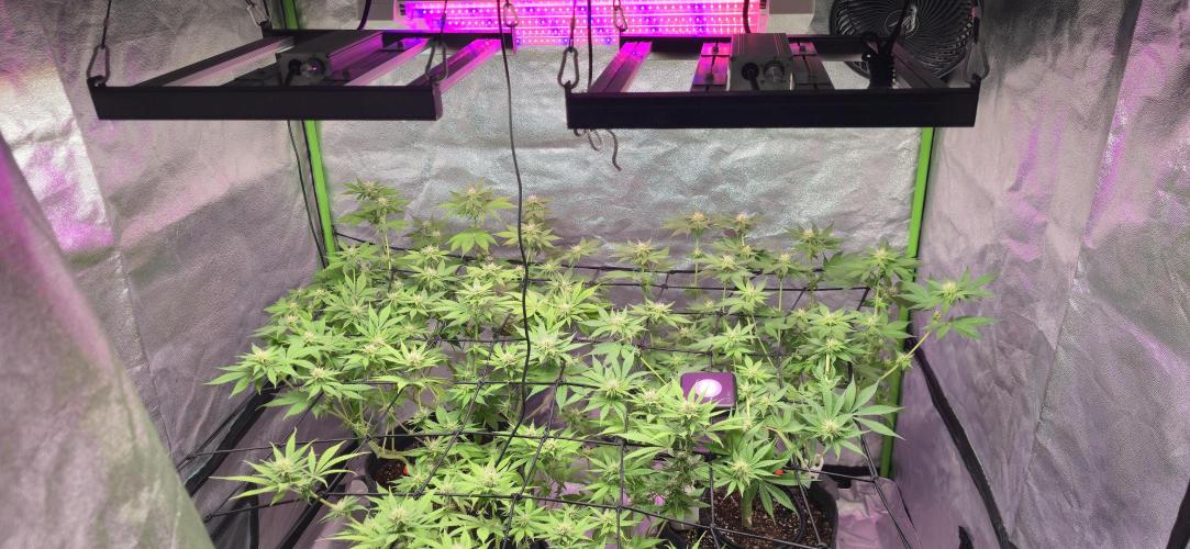 Cinderella Dream part deux. Week 10 - 4/21/2026 - Lowered the lights, increased intensity to max.  Raised VPD