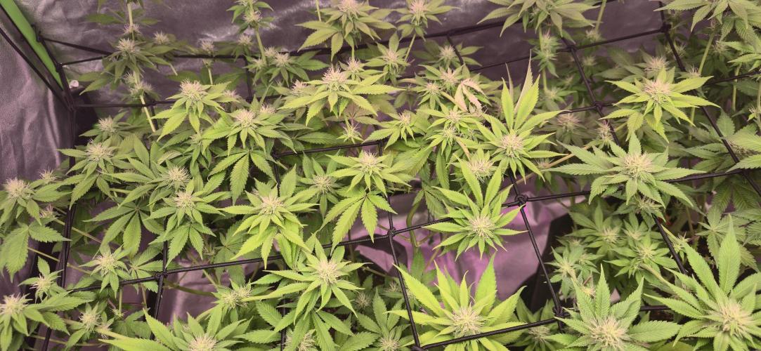 Cinderella Dream part deux. Week 11 - Looking good.