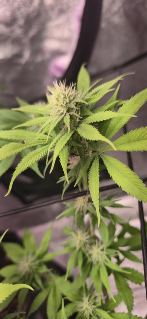 Cinderella Dream part deux. Week 11 - Buds are fattening up a bit.  This week should be amazing.