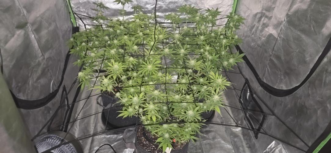 Cinderella Dream part deux. Week 11 - So many buds and they all seem to be developing well.