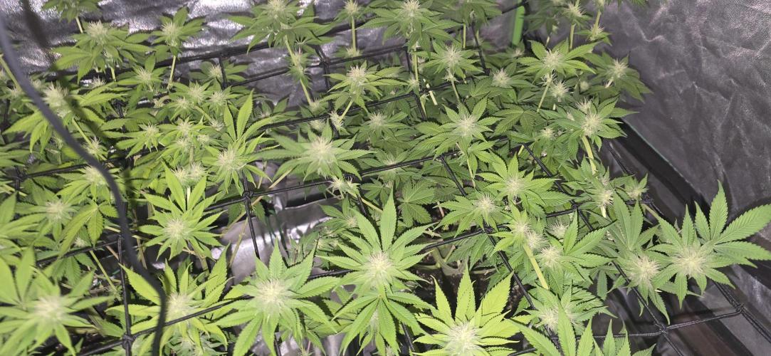 Cinderella Dream part deux. Week 11 - Looking healthy