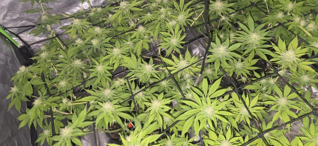 Cinderella Dream part deux. Week 11 - Looking healthy