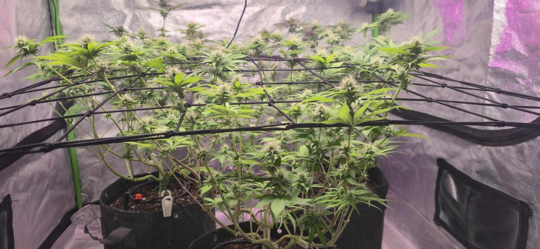 Cinderella Dream part deux. Week 11 - Think I had a little fox-tailing, but moving lights down has it under control.