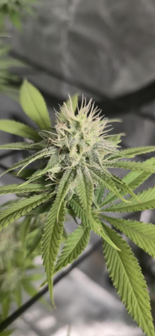 Cinderella Dream part deux. Week 12 - Looking so good.