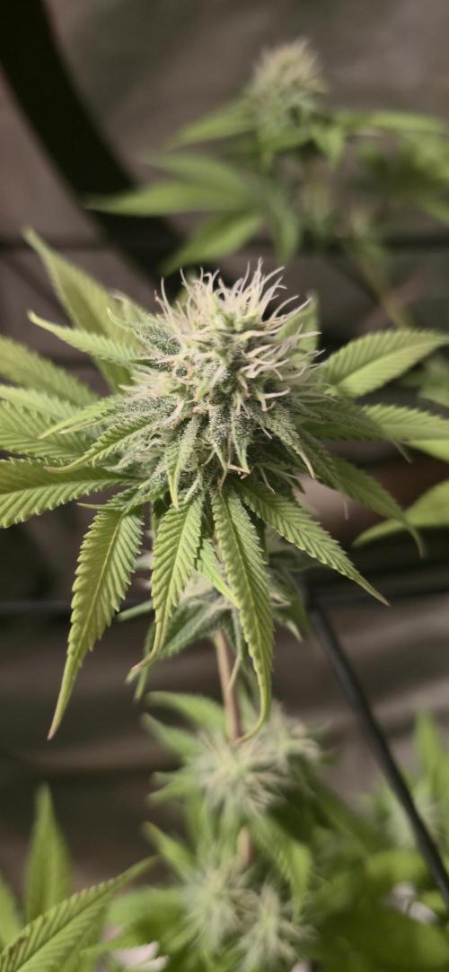 Cinderella Dream part deux. Week 12 - Buds are a bit bigger at this point, than my last run.