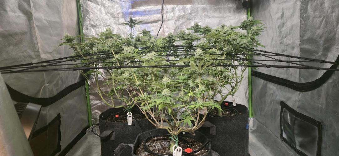 Cinderella Dream part deux. Week 12 - No more LST, just letting them go.