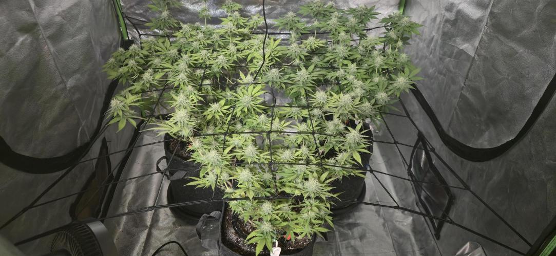 Cinderella Dream part deux. Week 12 - Two girls on the left, still showing a bit of yellowing, but not too bad. 