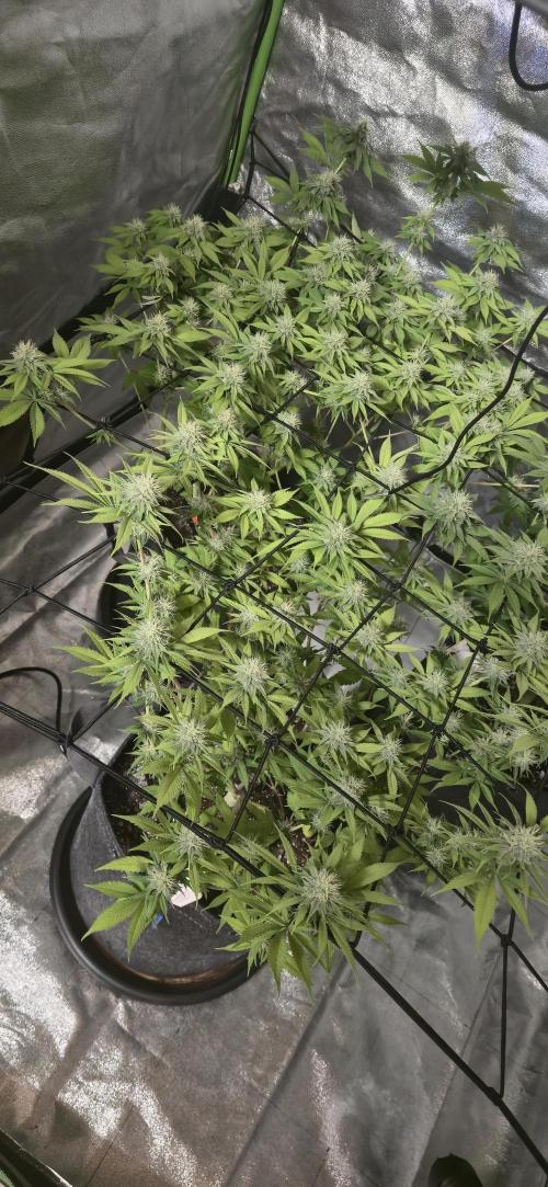 Cinderella Dream part deux. Week 12 - Loving all the buds.