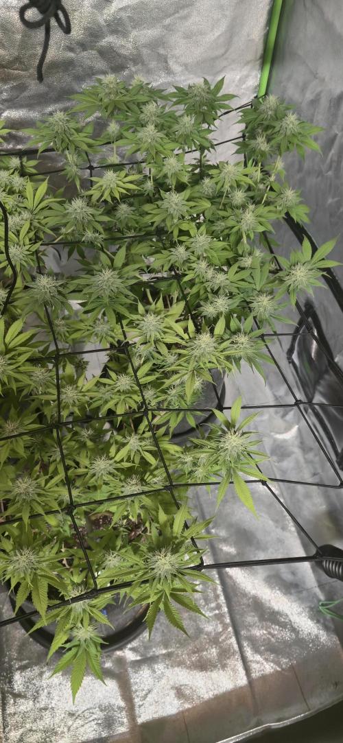 Cinderella Dream part deux. Week 12 - Loving all the buds. 
