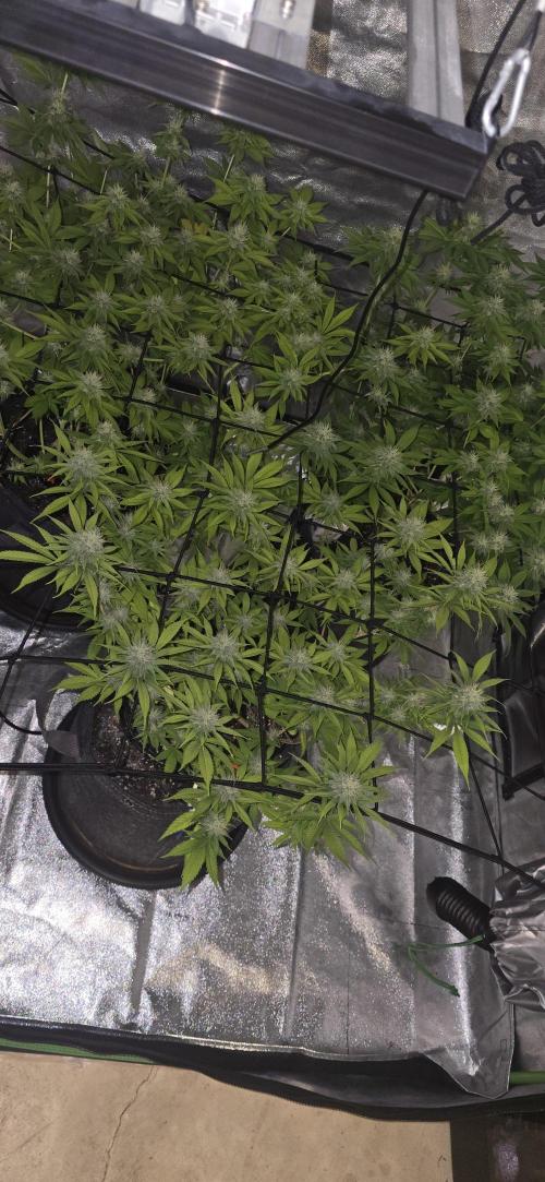 Cinderella Dream part deux. Week 12 - Buds in my shadow.  ;P
