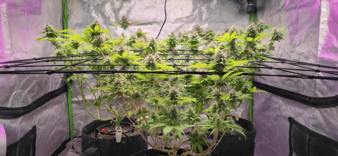 Cinderella Dream part deux. Week 13 - Canopy!
