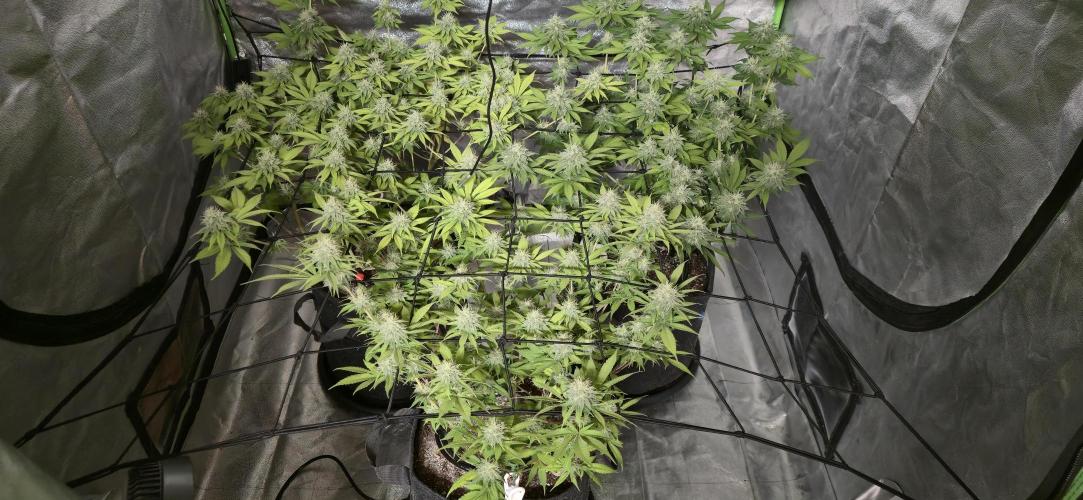 Cinderella Dream part deux. Week 13 - Getting bigger!