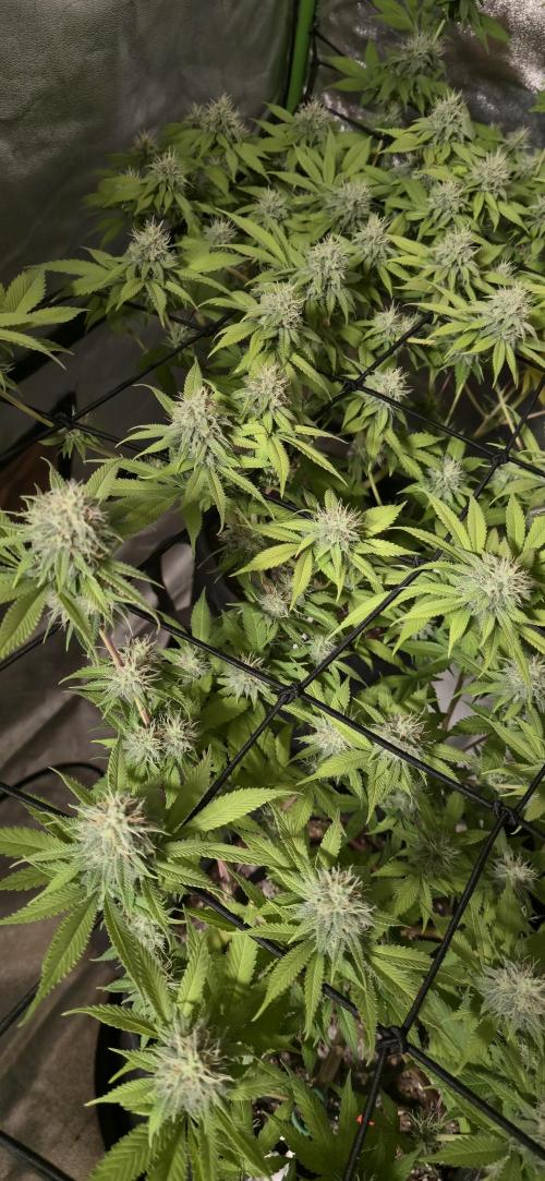 Cinderella Dream part deux. Week 13 - Starting to get some amber pistils.  Thinking maybe 1 more week?