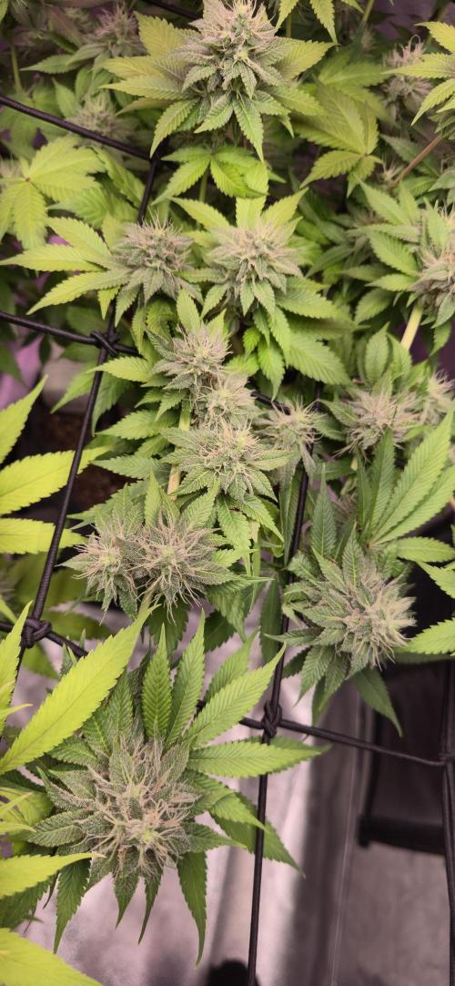 Cinderella Dream part deux. Week 13 - LST at work, mid branch buds.