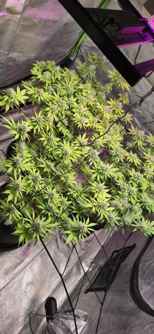 Cinderella Dream part deux. Week 13 - Lights on, you can see the yellowing, but just because they are almost done.