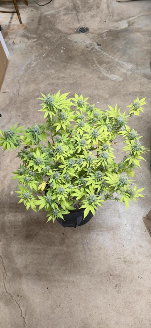 Cinderella Dream part deux. Week 14 - Chop 1