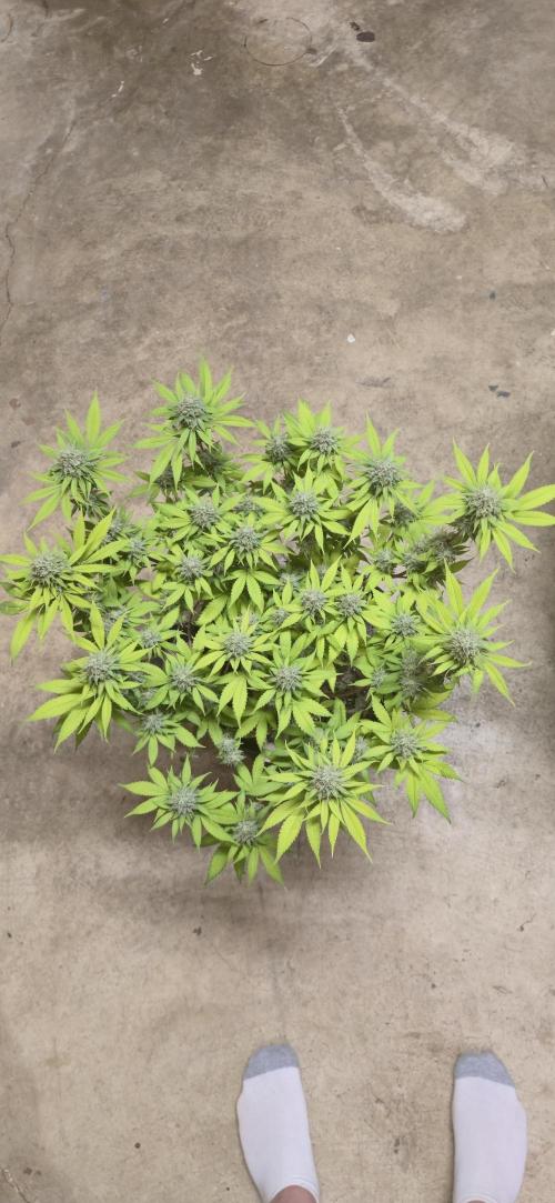 Cinderella Dream part deux. Week 14 - Chop 2