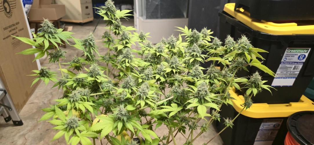 Cinderella Dream part deux. Week 14 - Small, but ready