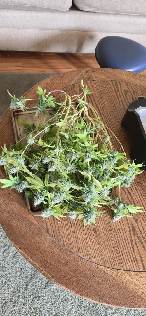 Cinderella Dream part deux. Week 14 - Trim time