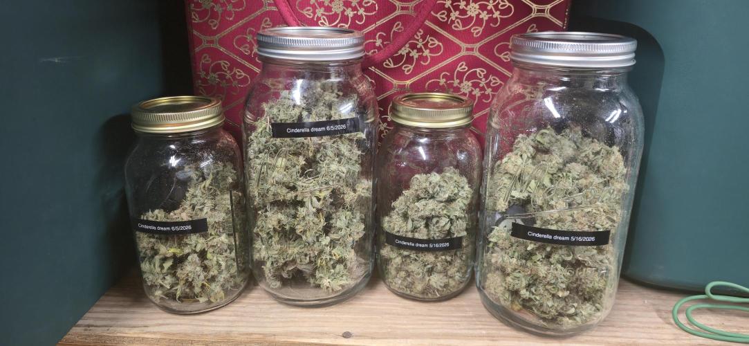 Cinderella Dream part deux. Week 15 - Two on the left, 2 plants.  Two on the right, 1 plant.