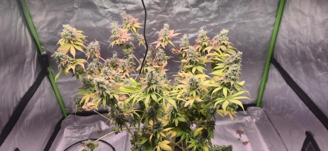 Cinderella Dream part deux. Week 15 - Last girl ready to chop.