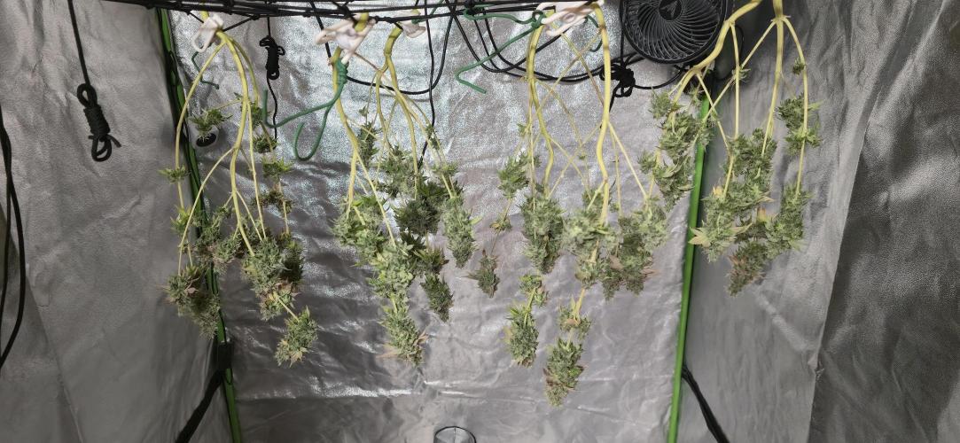 Cinderella Dream part deux. Week 15 - Initial trim and hung to dry.