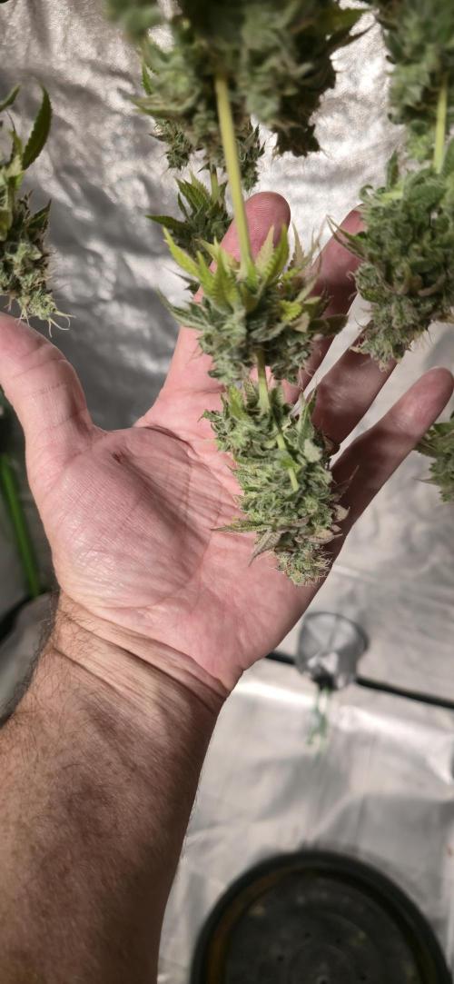 Cinderella Dream part deux. Week 15 - some good size buds!